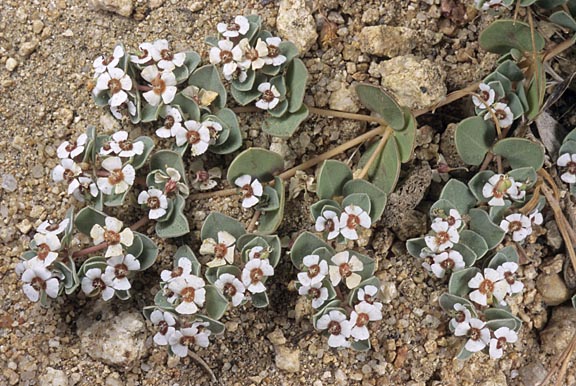 euphorbia albomarginata 1 graphic